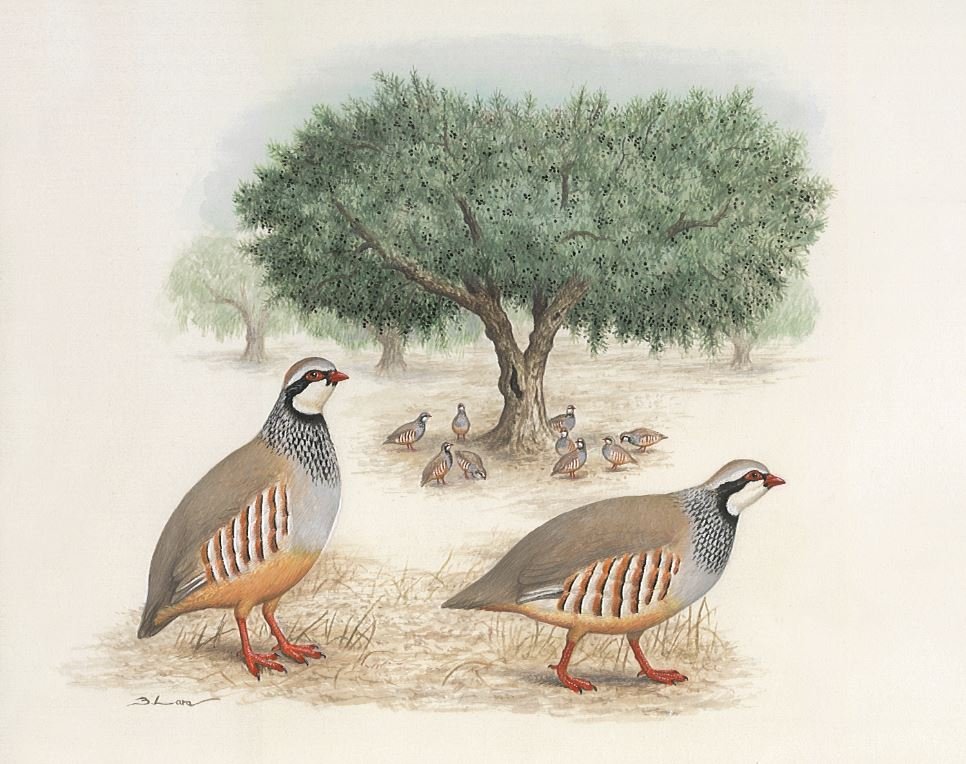 MORLIN, S.A. (Aceites Toletvm)